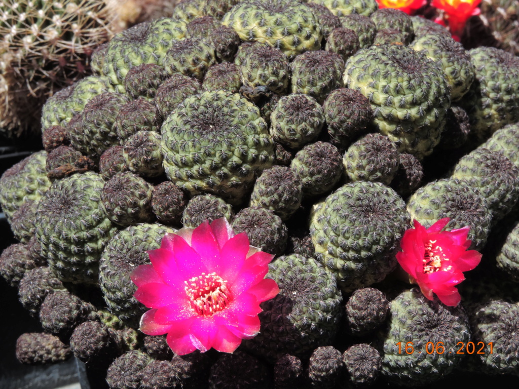 Cacti and Sukkulent in Köln, every day new flowers in the greenhouse Part 261 Bild8119
