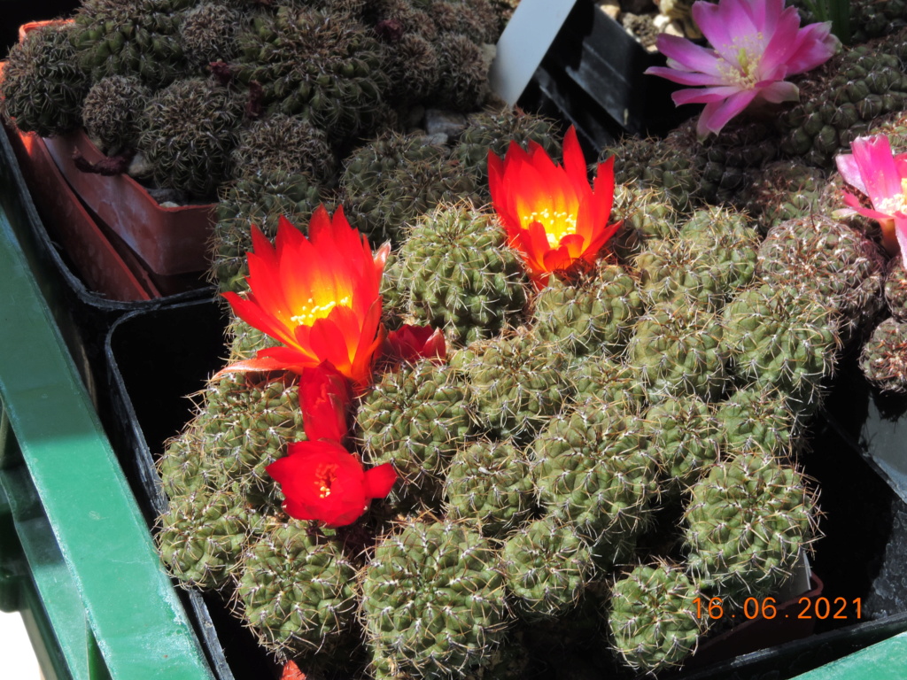 Cacti and Sukkulent in Köln, every day new flowers in the greenhouse Part 261 Bild8121