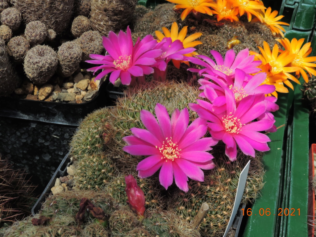 Cacti and Sukkulent in Köln, every day new flowers in the greenhouse Part 261 Bild8124