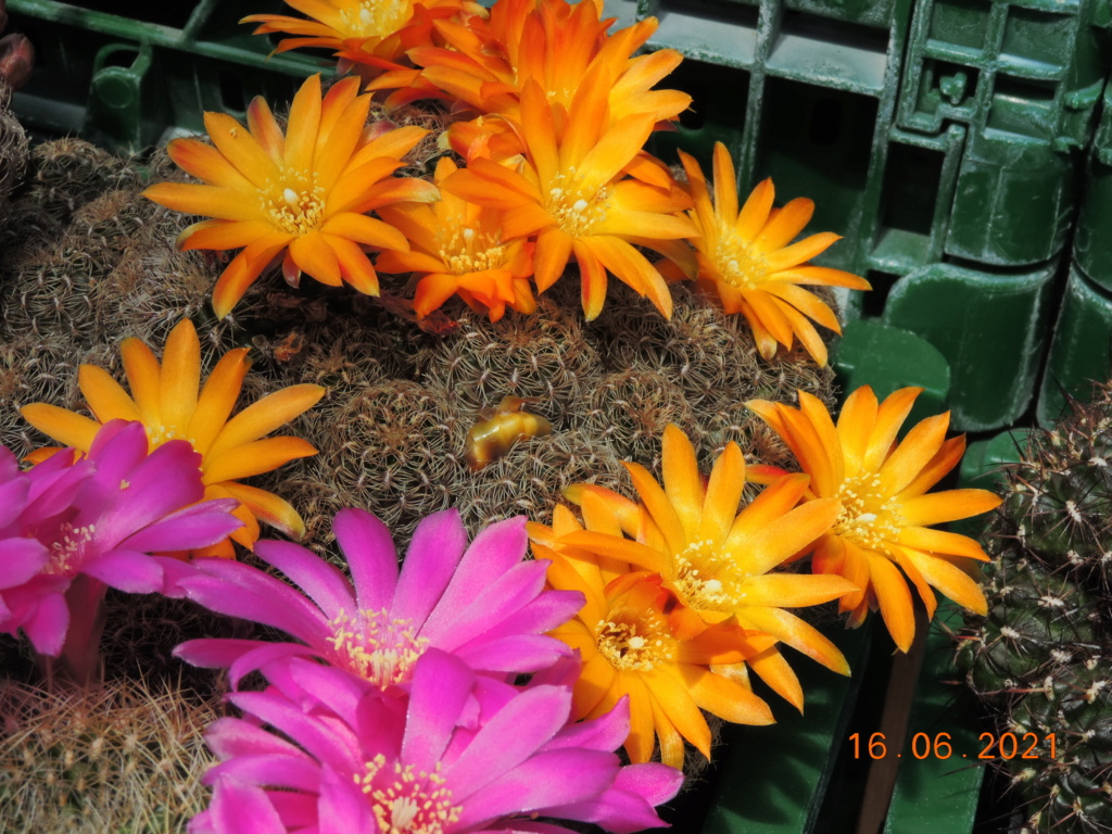 Cacti and Sukkulent in Köln, every day new flowers in the greenhouse Part 261 Bild8125