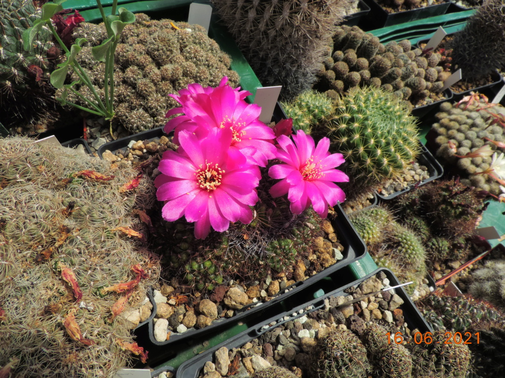 Cacti and Sukkulent in Köln, every day new flowers in the greenhouse Part 261 Bild8128