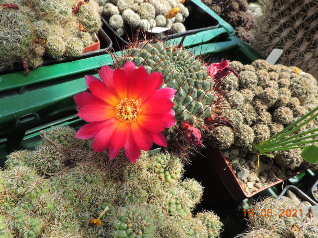 Cacti and Sukkulent in Köln, every day new flowers in the greenhouse Part 261 Bild8129