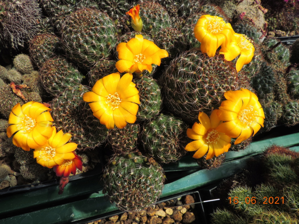 Cacti and Sukkulent in Köln, every day new flowers in the greenhouse Part 261 Bild8130