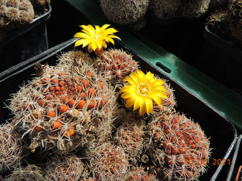 Cacti and Sukkulent in Köln, every day new flowers in the greenhouse Part 261 Bild8132