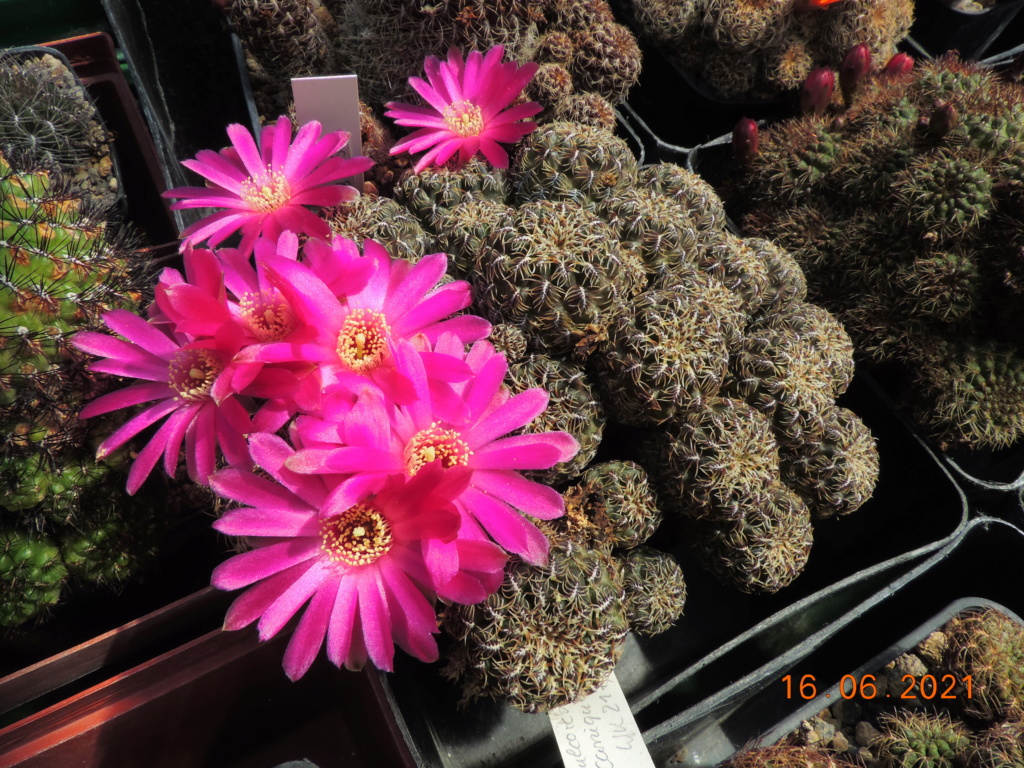 Cacti and Sukkulent in Köln, every day new flowers in the greenhouse Part 261 Bild8133
