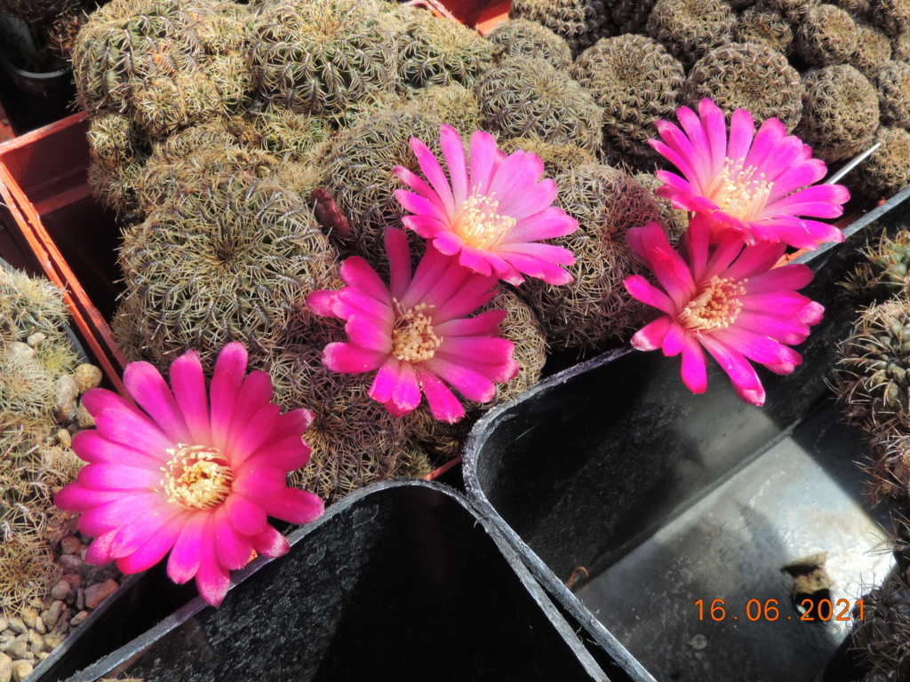 Cacti and Sukkulent in Köln, every day new flowers in the greenhouse Part 261 Bild8135