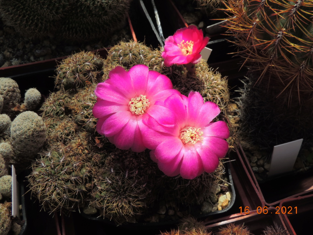 Cacti and Sukkulent in Köln, every day new flowers in the greenhouse Part 261 Bild8136