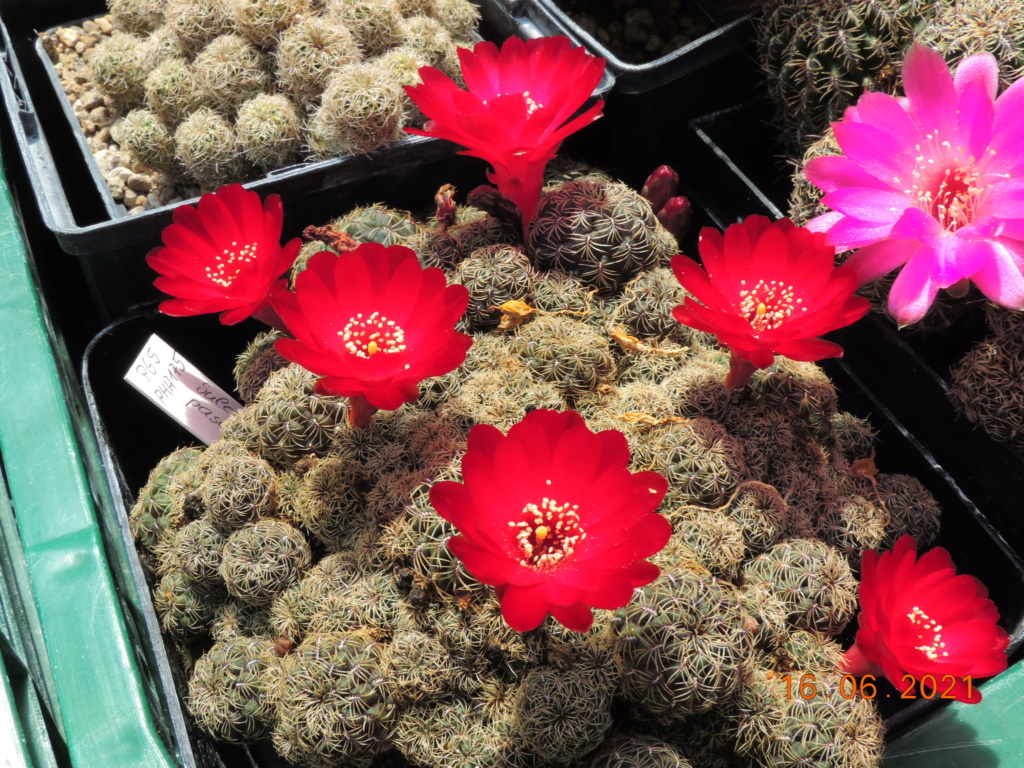 Cacti and Sukkulent in Köln, every day new flowers in the greenhouse Part 261 Bild8140