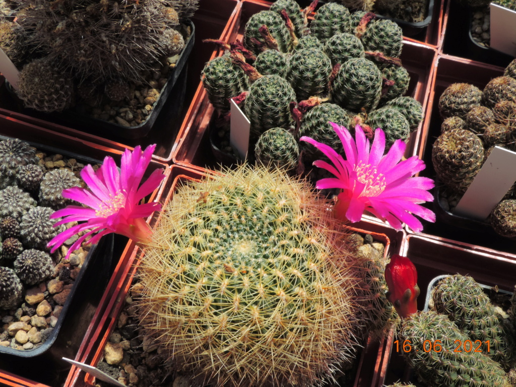 Cacti and Sukkulent in Köln, every day new flowers in the greenhouse Part 261 Bild8141