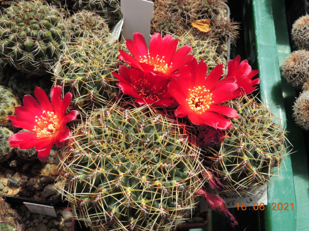 Cacti and Sukkulent in Köln, every day new flowers in the greenhouse Part 261 Bild8143