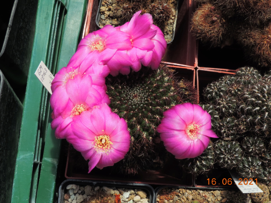 Cacti and Sukkulent in Köln, every day new flowers in the greenhouse Part 261 Bild8145