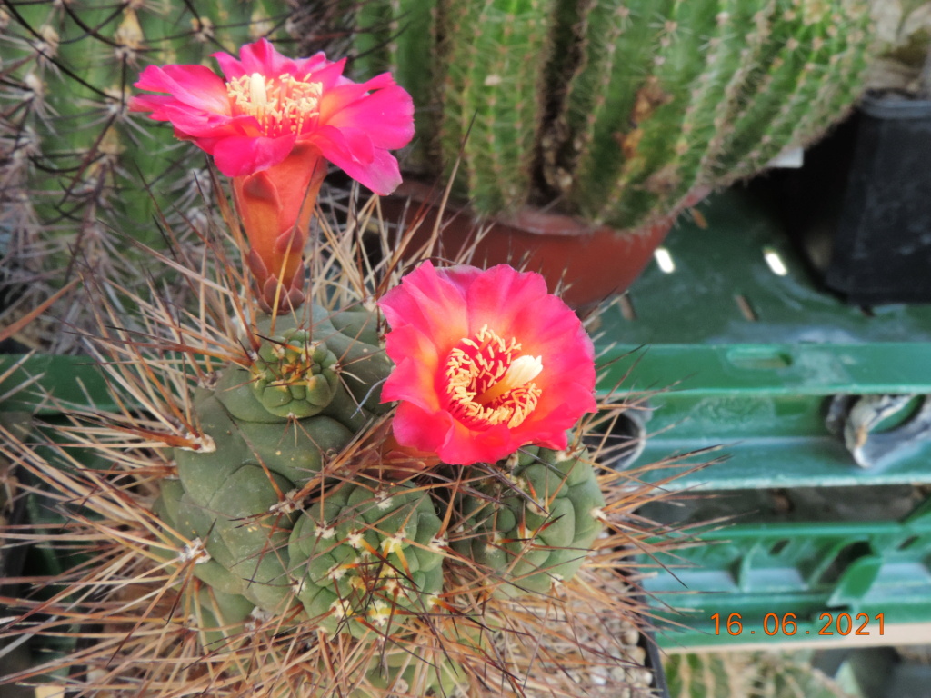 Cacti and Sukkulent in Köln, every day new flowers in the greenhouse Part 261 Bild8150