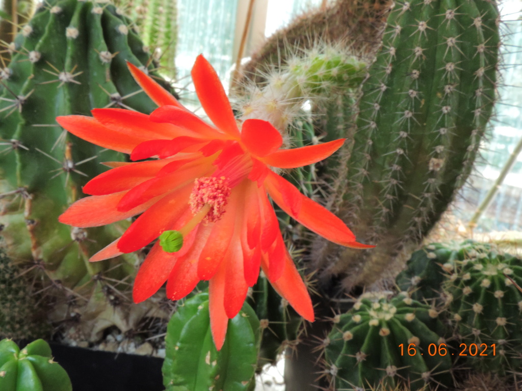 Cacti and Sukkulent in Köln, every day new flowers in the greenhouse Part 261 Bild8151