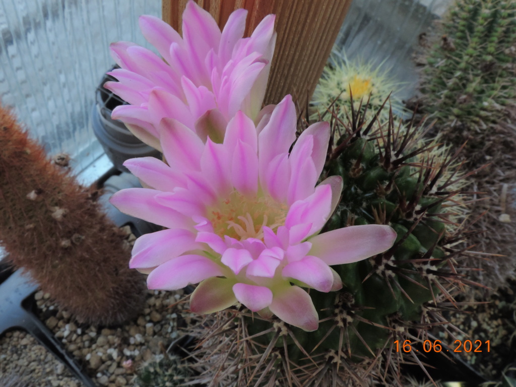 Cacti and Sukkulent in Köln, every day new flowers in the greenhouse Part 261 Bild8153