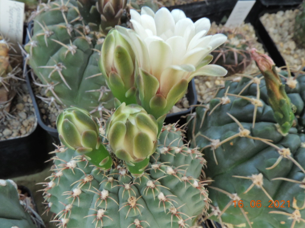 Cacti and Sukkulent in Köln, every day new flowers in the greenhouse Part 261 Bild8154