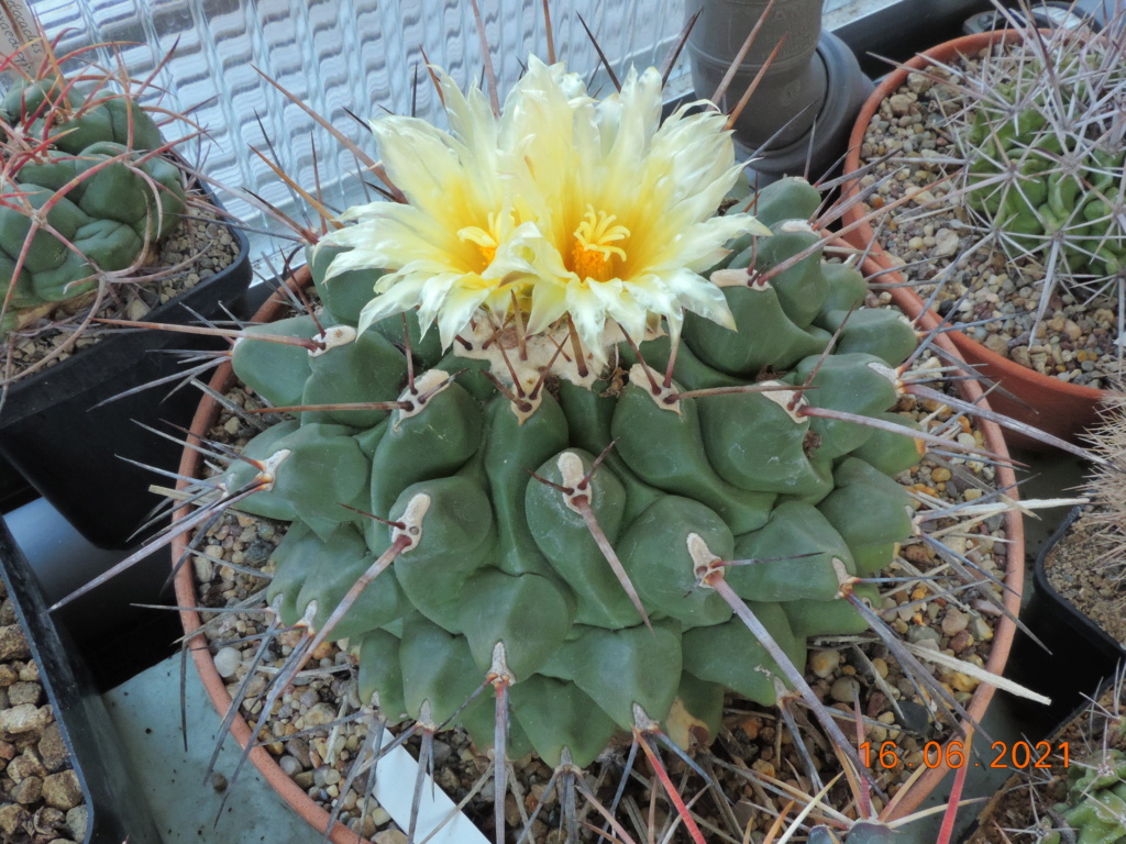 Cacti and Sukkulent in Köln, every day new flowers in the greenhouse Part 261 Bild8156