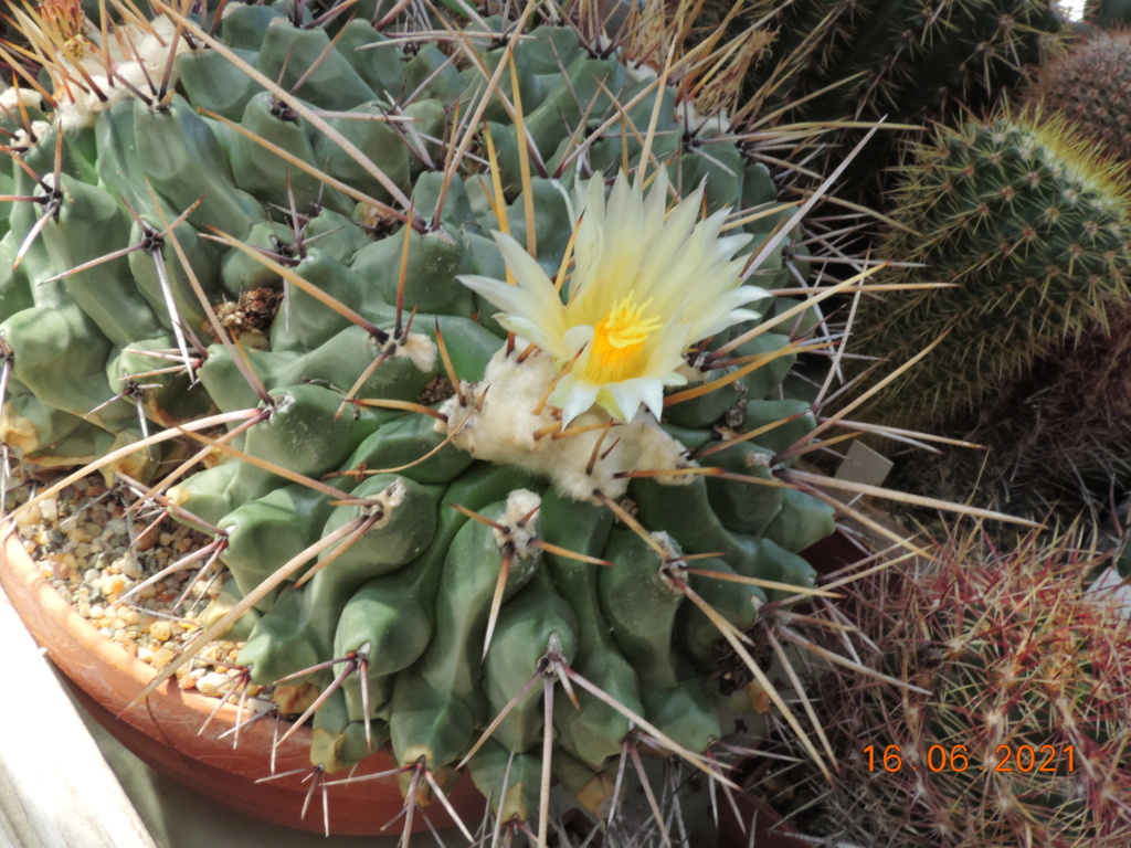 Cacti and Sukkulent in Köln, every day new flowers in the greenhouse Part 261 Bild8157