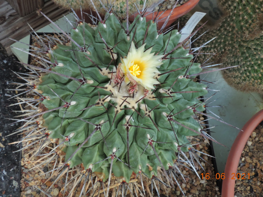 Cacti and Sukkulent in Köln, every day new flowers in the greenhouse Part 261 Bild8158