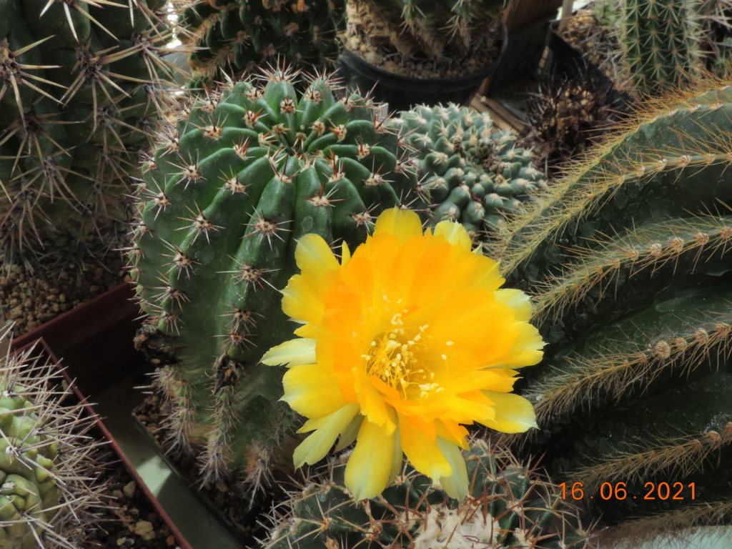 Cacti and Sukkulent in Köln, every day new flowers in the greenhouse Part 261 Bild8160