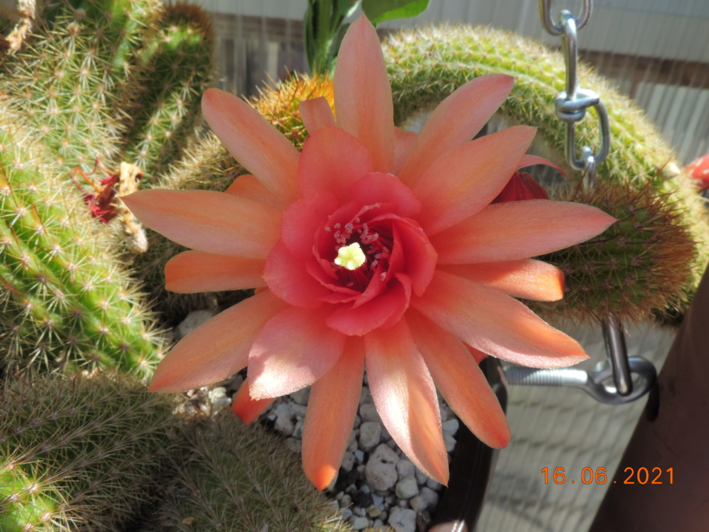 Cacti and Sukkulent in Köln, every day new flowers in the greenhouse Part 261 Bild8162