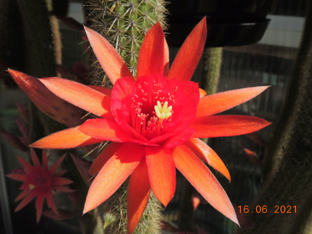 Cacti and Sukkulent in Köln, every day new flowers in the greenhouse Part 261 Bild8163