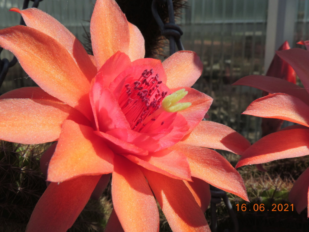 Cacti and Sukkulent in Köln, every day new flowers in the greenhouse Part 261 Bild8164