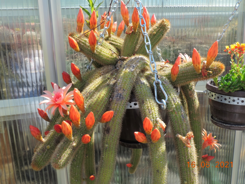 Cacti and Sukkulent in Köln, every day new flowers in the greenhouse Part 261 Bild8165