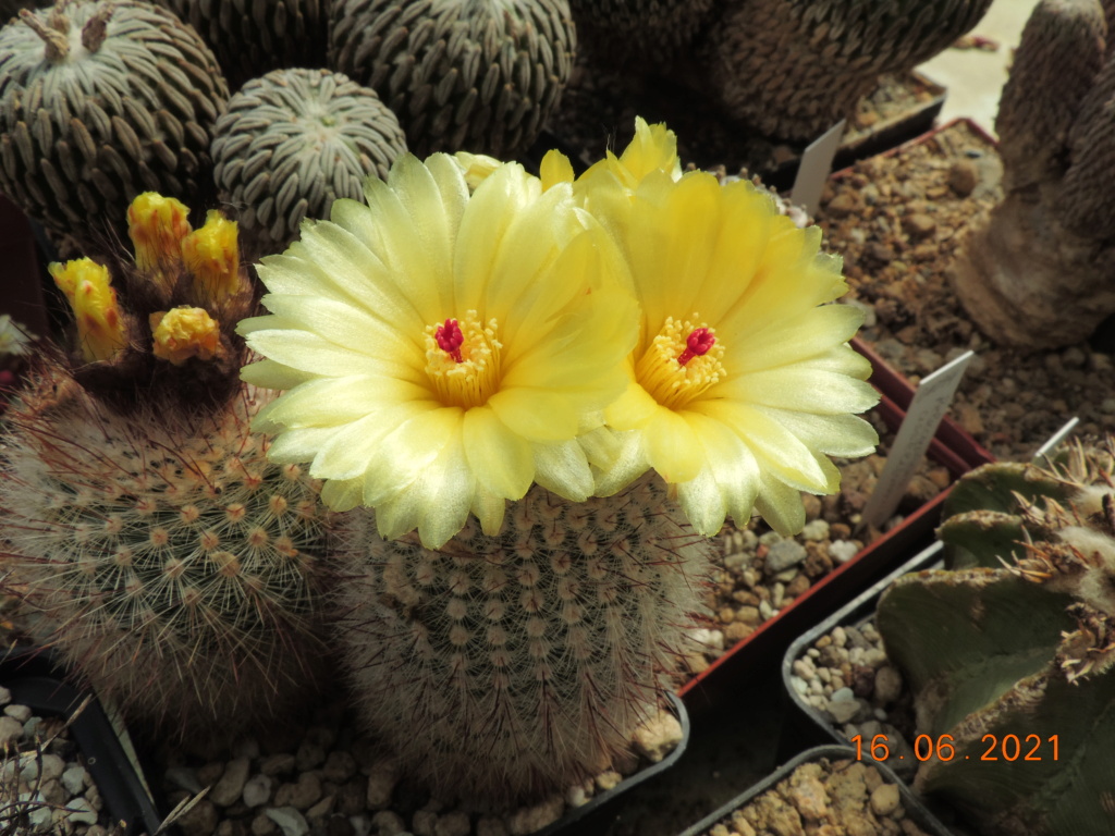 Cacti and Sukkulent in Köln, every day new flowers in the greenhouse Part 261 Bild8170