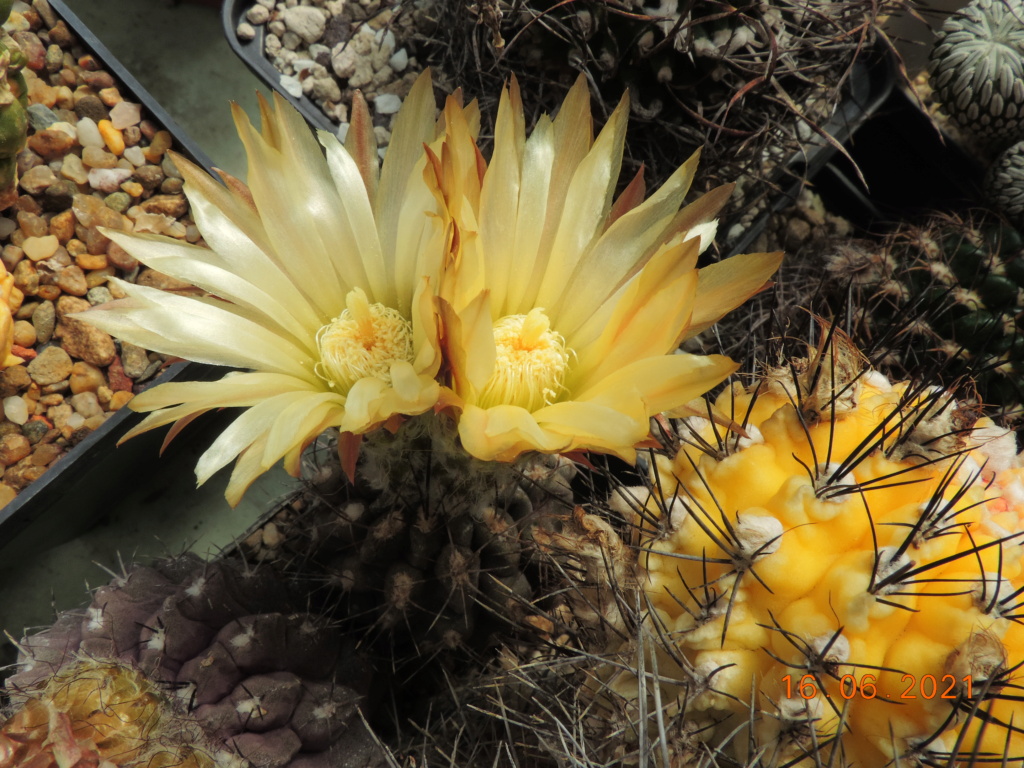 Cacti and Sukkulent in Köln, every day new flowers in the greenhouse Part 261 Bild8171