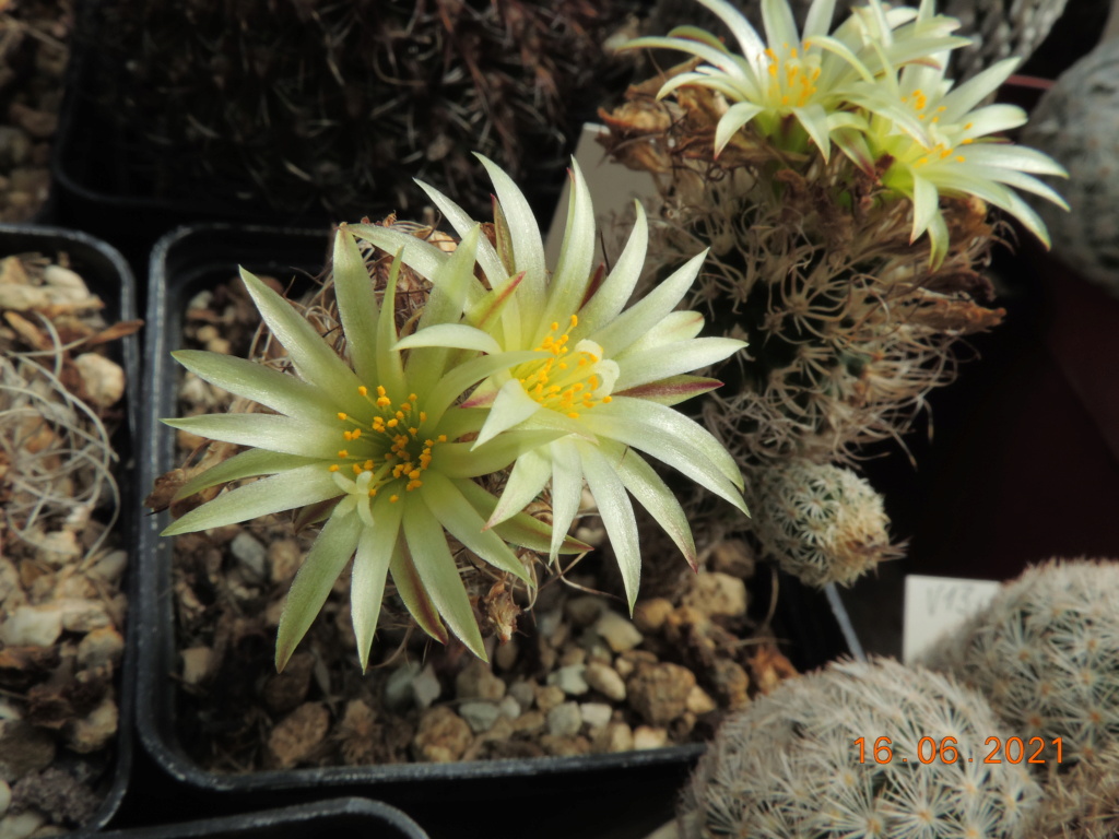 Cacti and Sukkulent in Köln, every day new flowers in the greenhouse Part 261 Bild8172
