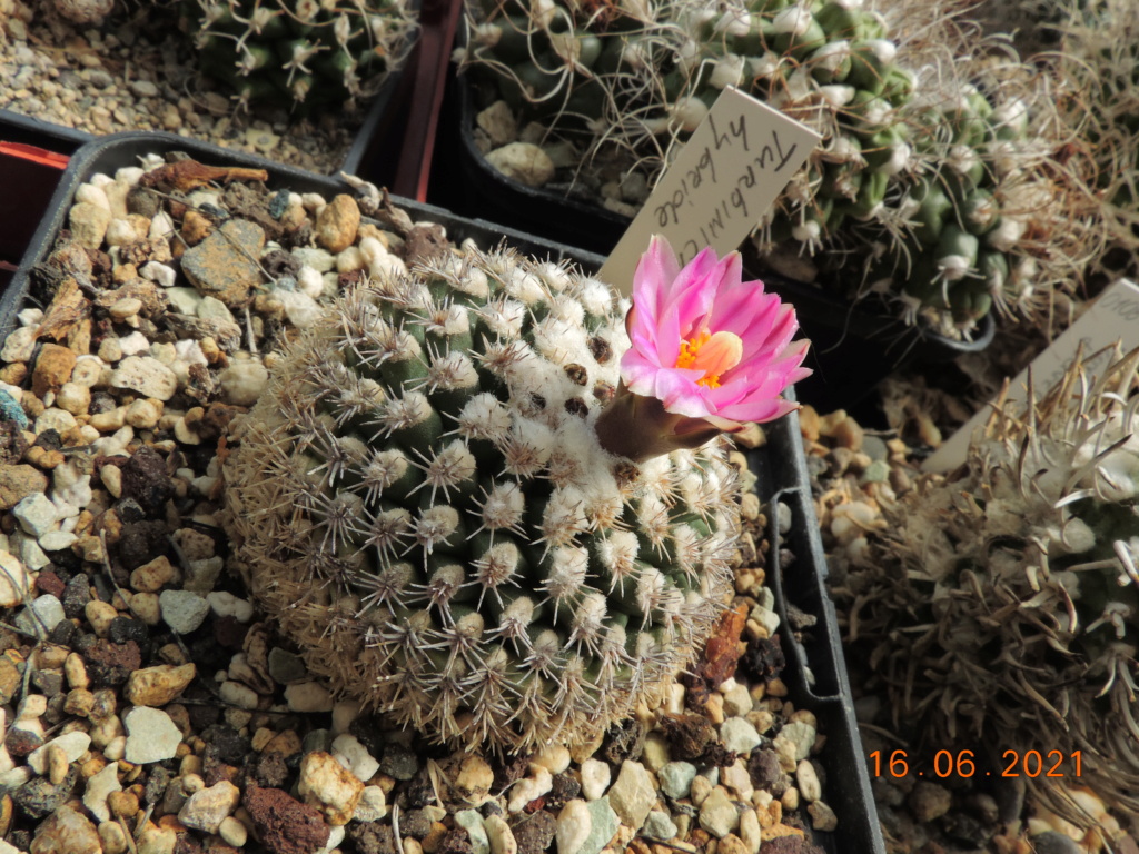 Cacti and Sukkulent in Köln, every day new flowers in the greenhouse Part 261 Bild8174