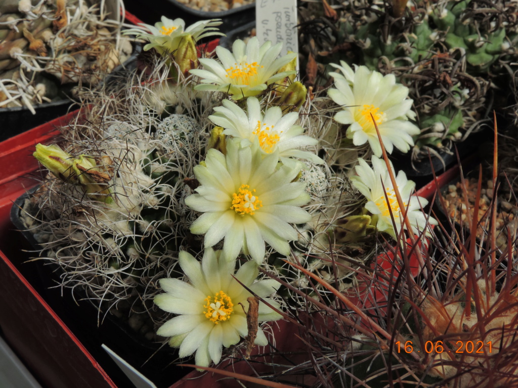 Cacti and Sukkulent in Köln, every day new flowers in the greenhouse Part 261 Bild8178