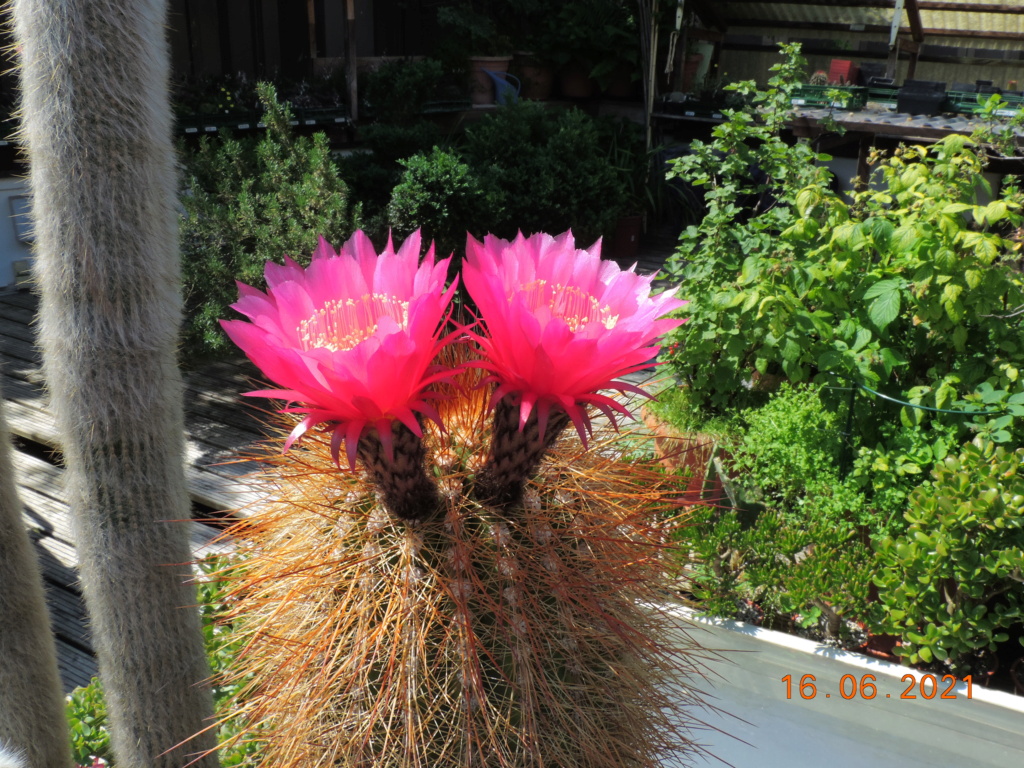 Cacti and Sukkulent in Köln, every day new flowers in the greenhouse Part 261 Bild8180