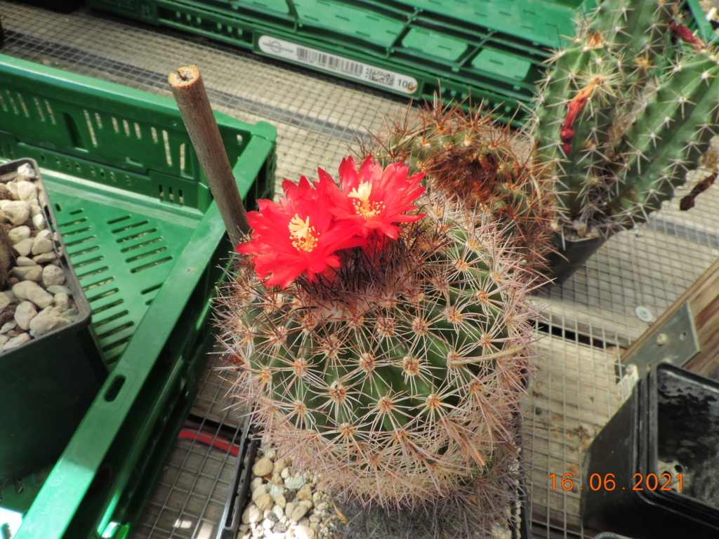 Cacti and Sukkulent in Köln, every day new flowers in the greenhouse Part 261 Bild8181