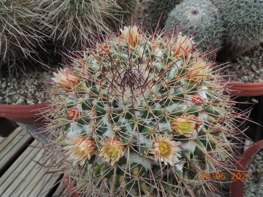 Cacti and Sukkulent in Köln, every day new flowers in the greenhouse Part 261 Bild8183