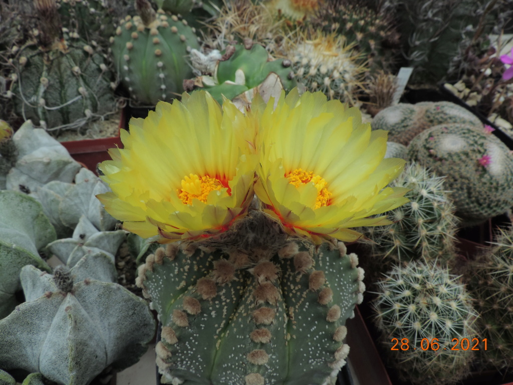 Cacti and Sukkulent in Köln, every day new flowers in the greenhouse Part 261 Bild8184