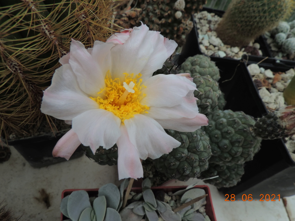 Cacti and Sukkulent in Köln, every day new flowers in the greenhouse Part 261 Bild8186