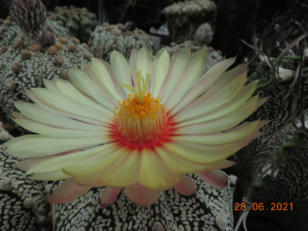Cacti and Sukkulent in Köln, every day new flowers in the greenhouse Part 261 Bild8188