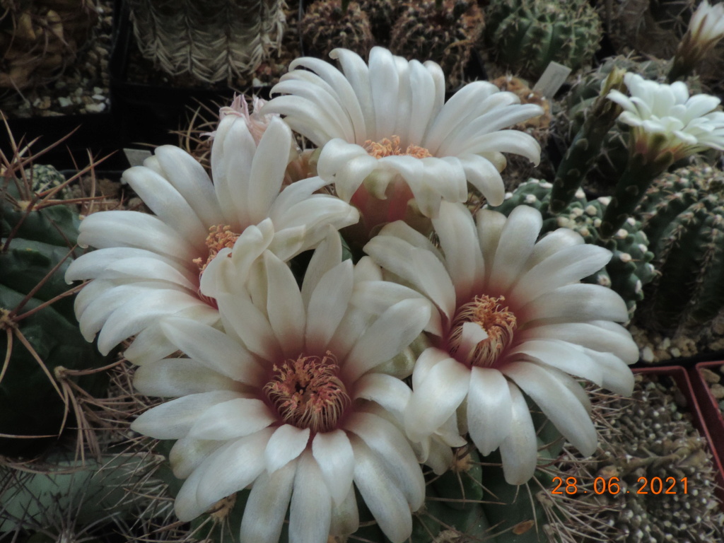 Cacti and Sukkulent in Köln, every day new flowers in the greenhouse Part 261 Bild8190