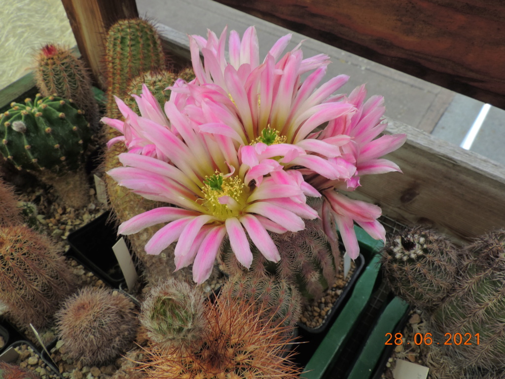 Cacti and Sukkulent in Köln, every day new flowers in the greenhouse Part 261 Bild8192