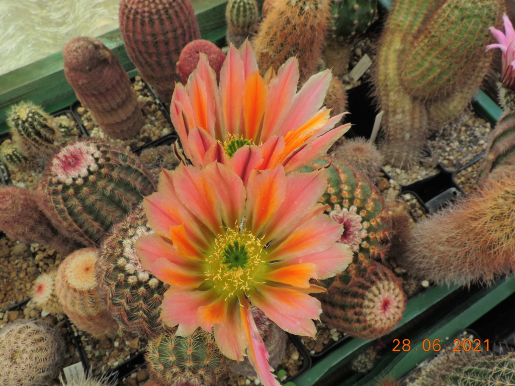 Cacti and Sukkulent in Köln, every day new flowers in the greenhouse Part 261 Bild8193
