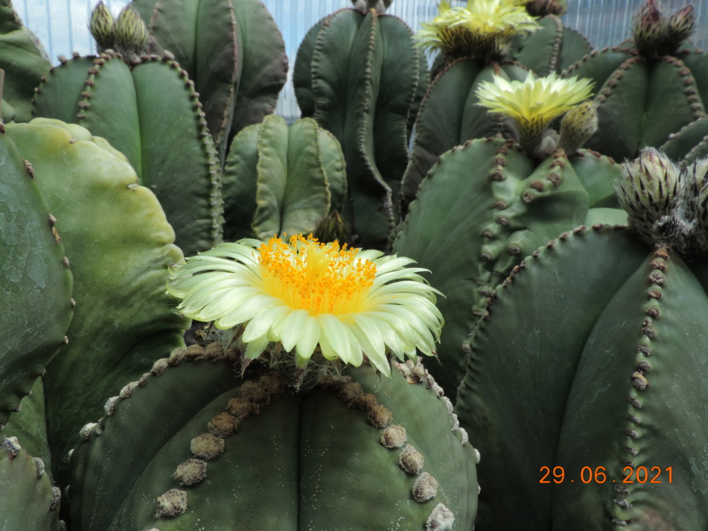 Cacti and Sukkulent in Köln, every day new flowers in the greenhouse Part 262 Bild8202