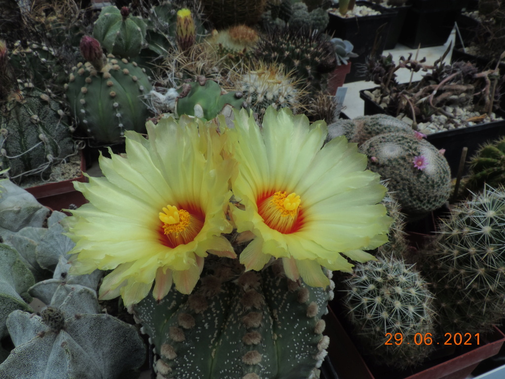 Cacti and Sukkulent in Köln, every day new flowers in the greenhouse Part 262 Bild8203