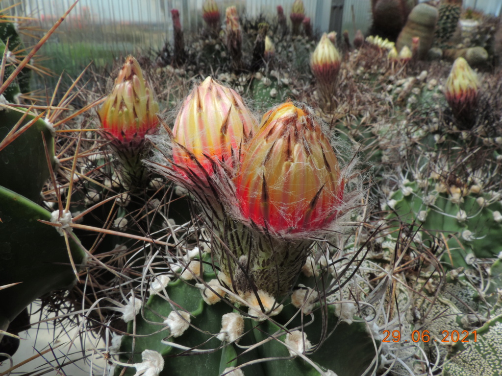 Cacti and Sukkulent in Köln, every day new flowers in the greenhouse Part 262 Bild8205