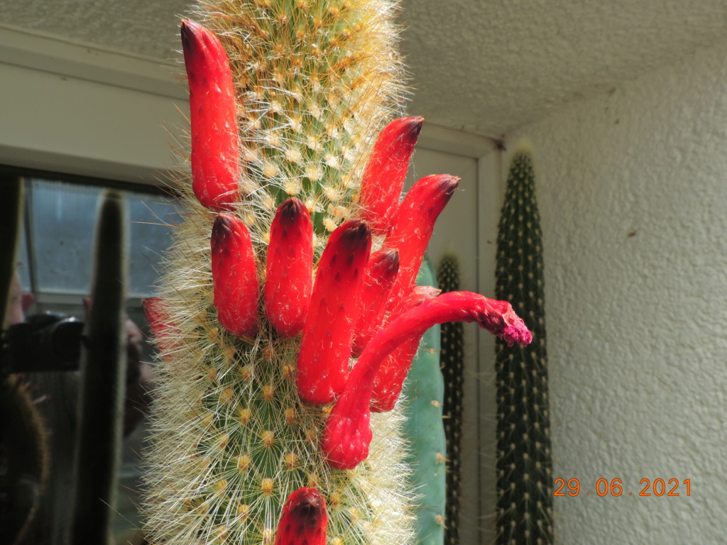 Cacti and Sukkulent in Köln, every day new flowers in the greenhouse Part 262 Bild8214