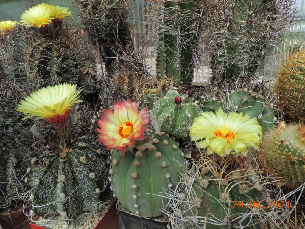 Cacti and Sukkulent in Köln, every day new flowers in the greenhouse Part 262 Bild8215