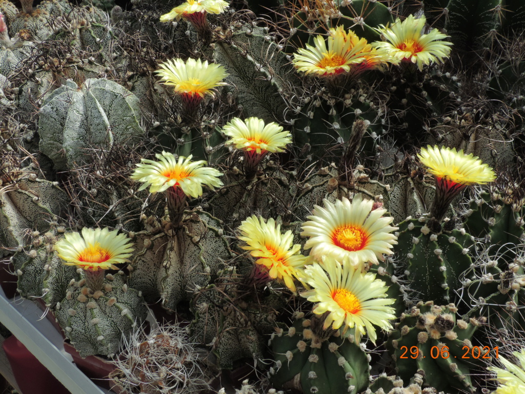 Cacti and Sukkulent in Köln, every day new flowers in the greenhouse Part 262 Bild8219