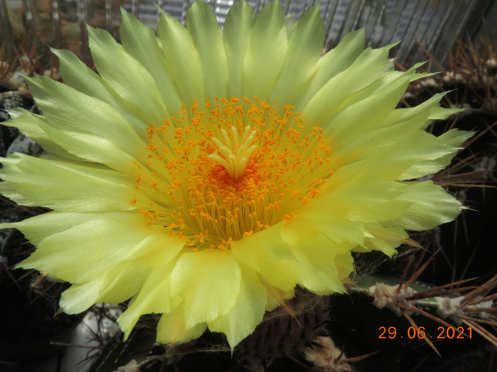 Cacti and Sukkulent in Köln, every day new flowers in the greenhouse Part 262 Bild8224