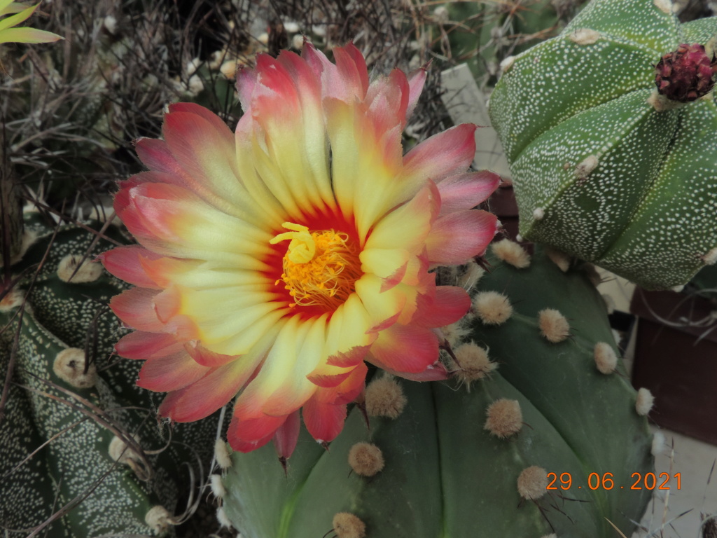 Cacti and Sukkulent in Köln, every day new flowers in the greenhouse Part 262 Bild8225