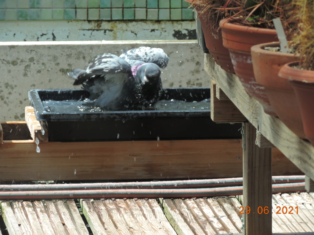 Cacti and Sukkulent in Köln, every day new flowers in the greenhouse Part 262 Bild8230